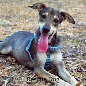 Happy looking rescue dog with tongue sticking out laying in field
