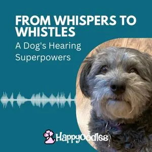 Title "From Whispers to Whistles - A Dog's Hearing Superpowers" with a picture of a gray dog in a circle.