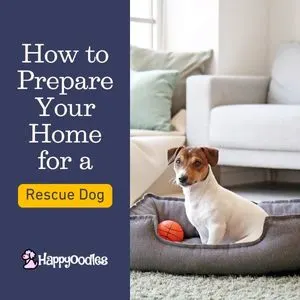 Title "How to Prepare Your Home for a Rescue Dog." on a navy blue background along side a picture of a small dog in a dog bed in front of a white couch.