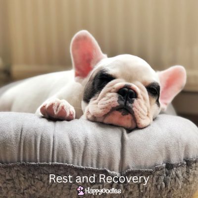 Title "Rest and Recovery" French bulldog asleep on a dog bed.