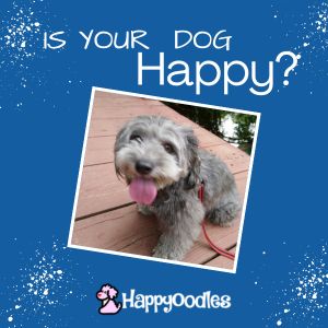 title - Is my dog Happy - with pic of a gray dog with their tongue sticking out against a blue background and the Happyoodles.com logo.