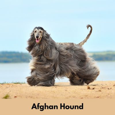 Hairiest Dog Breeds - Gray Afghan Hound with long flowing hair on the beach