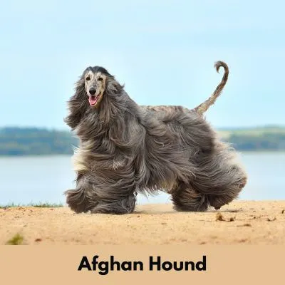 Hairiest Dog Breeds - Gray Afghan Hound with long flowing hair on the beach