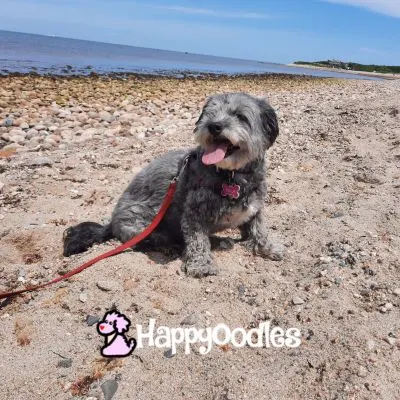 Photo by Happyoodles.com - Bella on beach near the North Light on Block Island