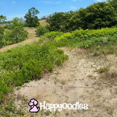 Photo by Happyoodles.com - Trail on Block Island