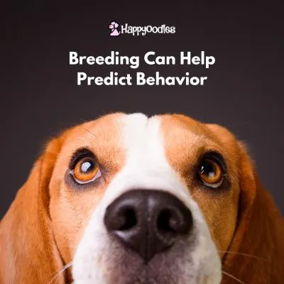 title - Breeding can help predict beharior - with a picture of a beagle.