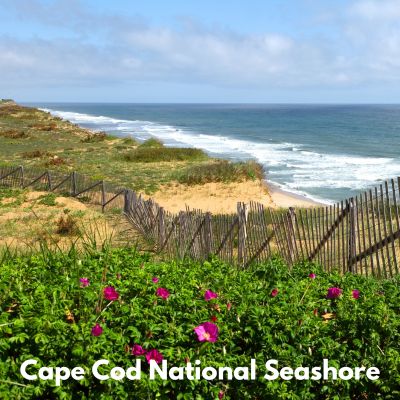 Cape Cod National Seashore with ocean in the background and wild flowers in the foreground.