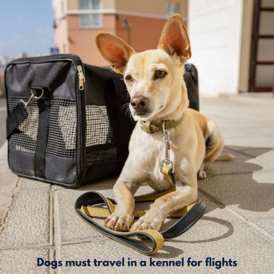 Happyoodles.com - Title "Dog must travel in a kennel for flights. _ Pic of dog on a leash next to a soft carrier.