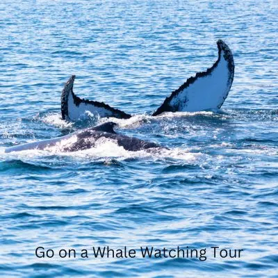 Title - Go on a Whale Watching tour. Picture of a whale tail in the water.