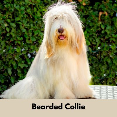 Hairiest Dog Breeds - White Bearded Collie with long hair sitting outside with a bush behind it.