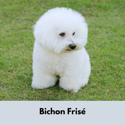 Bichon Frise sitting in the grass