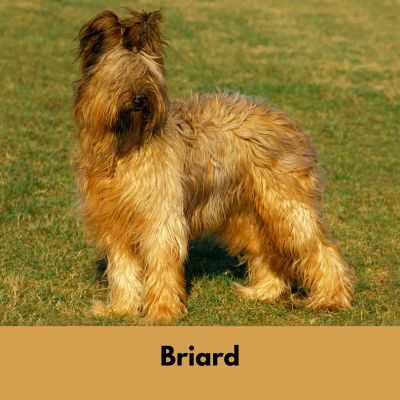 Hairiest Dog Breeds - Briard Dog standing in a field.