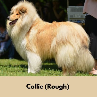 Tan Rough Collie standing in a field