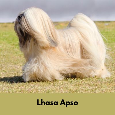 Hairiest Dog Breeds - Cream colored Lhasa Apso with long flowing hair walking in a field