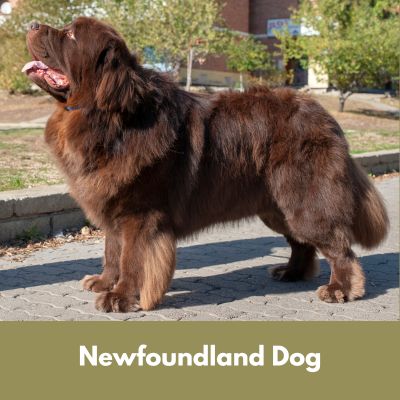 Hairiest Dog Breeds - Brown Newfoundland dog standing in a park.