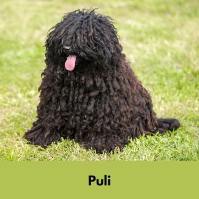 Hairiest Dog Breeds - Dark Brown Puli sitting in a field with a long corded coat.