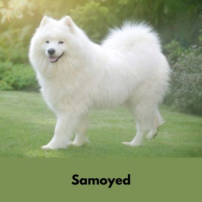 Hairiest Dog Breeds -White Samoyed dog standing on grass.