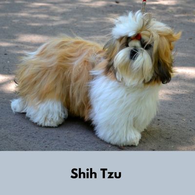 Hairiest Dog Breeds - Brown and white Shih Tzu standing outside looking at the camera