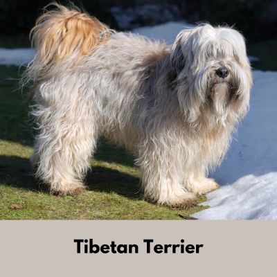 Hairiest Dog Breeds -Cream colored Tibetan Terrier standing in the grass near snow.