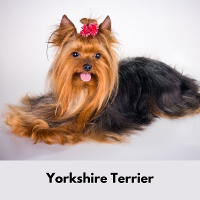 Hairiest Dog Breeds - Cute Yorkshire Terrier laying down with long fur spread out around her. She has a pink bow in her hair.