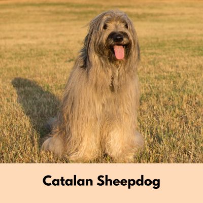 Hairiest Dog Breeds - wheat colored Catalan Sheepdog with long fur sitting smiling at camera in a field