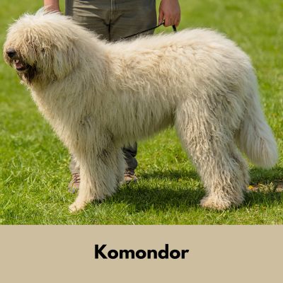 Hairiest Dog Breeds - Cream colored Komondor with long wavy fur standing next to handler.