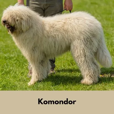 Hairiest Dog Breeds - Cream colored Komondor with long wavy fur standing next to handler.