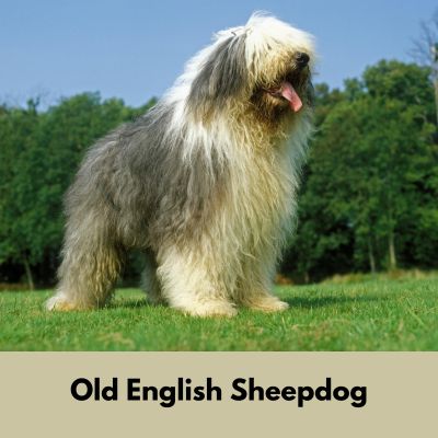 Hairiest Dog Breeds - Old English Sheepdog with long fur standing in the park