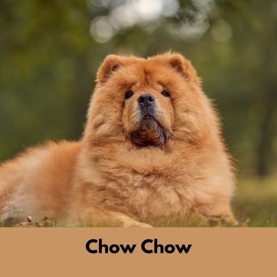 Hairiest Dog Breeds - Carmel colored Chow chow laying in the grass