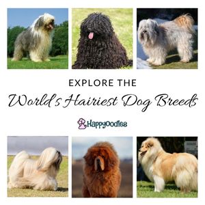 title Explore the World's Hairiest Dog Breeds - by Happyoodles.com. Picture of 6 hairy dogs. the Old English Sheepdog, the Puli, the Tibetan Terrier, the Tibetan Mastif