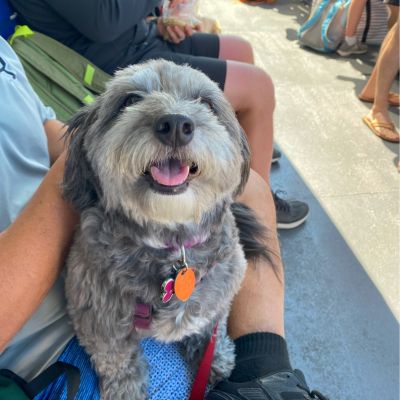 Photo by Happyoodles.com - Bella on the ferry ride to Block Island