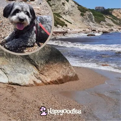 Photo by Happyoodles.com - picture of the bluffs on Block Island with insert of a small gray dog