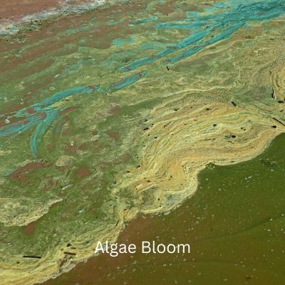 Title -Algae Bloom - Picture of blue, green algae in water.