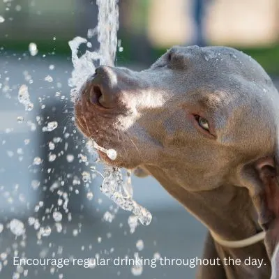 Title -Encourage regular drinking throughout the day- Picture of dog drinking from pouring water.