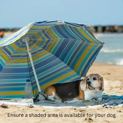 Post - Is It Safe To Take Your Dog To The Beach? Picture of a dog on the beach under an umbrella.