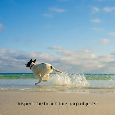 Post - Is It Safe To Take Your Dog To The Beach? Picture of a dog running on the beach "inspect the beach for sharp objects.
