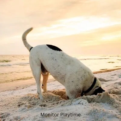 Post - Is It Safe To Take Your Dog To The Beach? Picture of a dog digging in the sand.