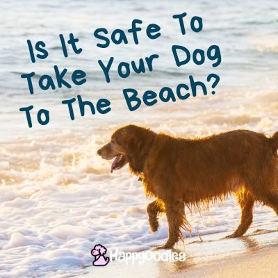 Title - Is It Safe To Take Your Dog To The Beach? 7 Beach Hazards To Think About - Picture of a dog on the beach in the surf.