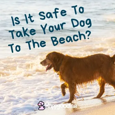 Title - Is It Safe To Take Your Dog To The Beach? 7 Beach Hazards To Think About - Picture of a dog on the beach in the surf.