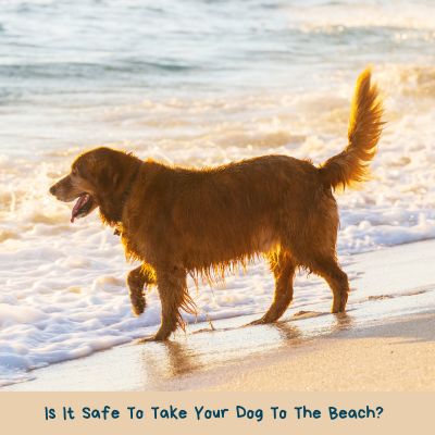 Title - Is It Safe To Take Your Dog To The Beach? - Picture of a dog on the beach in the surf.