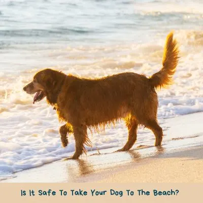 Title - Is It Safe To Take Your Dog To The Beach? - Picture of a dog on the beach in the surf.