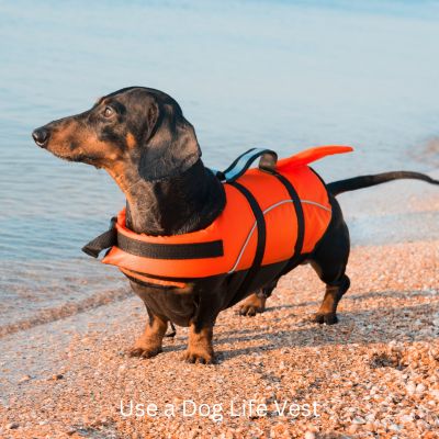 Post - Is It Safe To Take Your Dog To The Beach? Picture of a dog with life-vest on