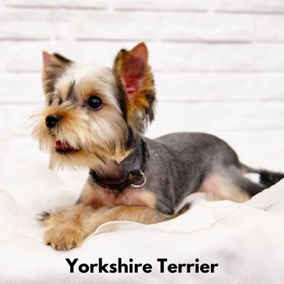 Picture of a Yorkshire Terrier on a white blanket