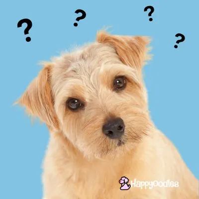 Picture of a apricot colored dog with black question marks around its head with blue background.