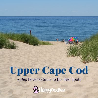 Title "Upper Cape Cod - A dog lover's guide to the best spots" Picture of sandy beach with ocean in the background.
