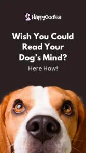 Post title pic - "Wish you could read your dog's Mind? Here's how!" With a picture of a beagle with a dark brown background.