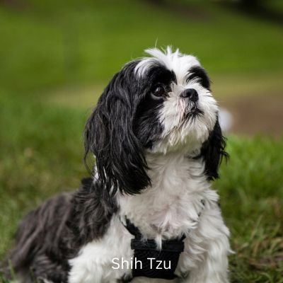 Black and White Shih Tzu