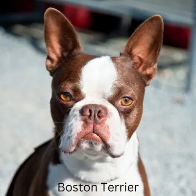 Bark-O-Meter - Boston Terrier-2