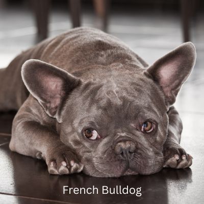 French Bulldog laying on dark floor