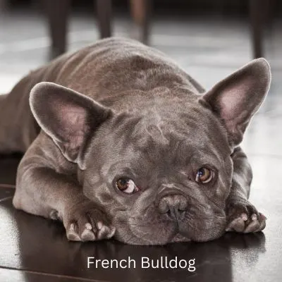 French Bulldog laying on dark floor